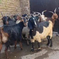 15 راس بز خرس|حیوانات مزرعه|کوهسار (البرز), |دیوار