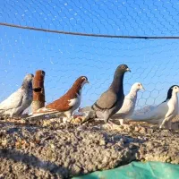 ۶ عدد کفتر پرشی