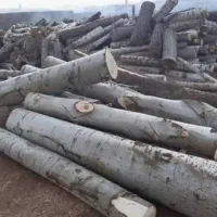 خرید انواع درخت و چوب در تمام استان به صورت نقدی|خدمات باغبانی و درختکاری|اردبیل, |دیوار