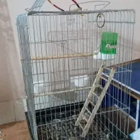 دو عدد عروس هلندی نرو ماده|پرنده|هشتگرد, خور|دیوار