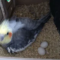 جفت مولد عروس هلندی تازه هم تخم گذاشتنه|پرنده|شوشتر, |دیوار