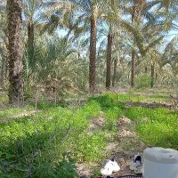 خرما کبکاب فروش فوری