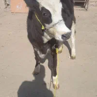 دوراس تلیسه