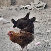 مرغ محلی وخروس لاری تازه خارتیزکرده