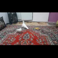 کفتر
