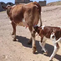 شیرمحلی گاو پرچرب