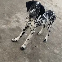 واگزاری توله دالمیشن (اگهی رو کامل بخونید)