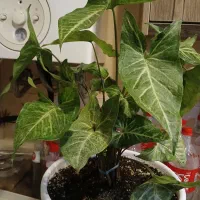 گلهای اپارتمانی سالم به قیمت|گل و گیاه طبیعی|تهران, دهقان|دیوار