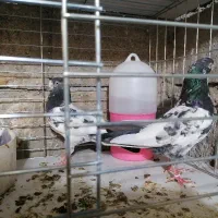 فروش کفتر پاکستانی