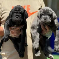 کین کورسو|سگ|تهران, پردیسان|دیوار