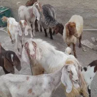 گوسفند و بز