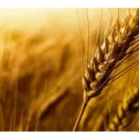 استخدام نیروی کارگر آقا