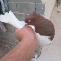 کبوتر کله دار