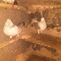 5عدد کبوتر|پرنده|مریوان, |دیوار