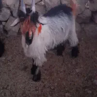 بیگ دوبری و تخمی|حیوانات مزرعه|ایذه, |دیوار