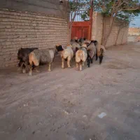 میش بره بز قوچ بختیاری