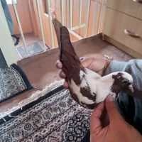 ککیلسز قرمزی صید شده