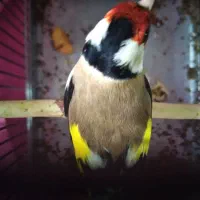 سهره باغی روانسر