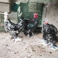 مرغ و خروس زینتی نژاد کوشین اصل طاقچه|حیوانات مزرعه|مشهد, طلاب|دیوار