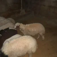 میش وبره|حیوانات مزرعه|کارزان, |دیوار