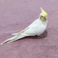 عروس هلندی دستی