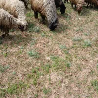 قوچ فروشی لردگان