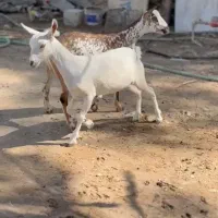 بز های|حیوانات مزرعه|خنج, |دیوار