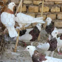 فروش کبوتر|پرنده|یزد, |دیوار