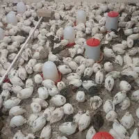 جوجه بلدرچین مرغ خروس اردک|حیوانات مزرعه|تربت‌حیدریه, پایانه مسافربری تربت حیدریه|دیوار