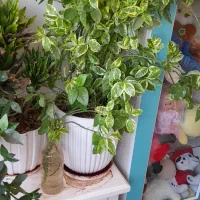 گلهای زیبا و بادوام آپارتمانی