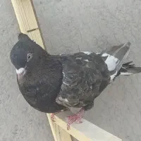 کبوتر سینه|پرنده|مرودشت, استادیوم‎|دیوار