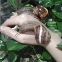 حلزون  اسکارگو