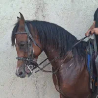 اسب عرب دوسر
