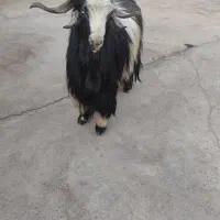 فروش بعده خوش رنگ و خوش تیپ