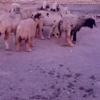 میش داشتی|سگ|شوشتر, |دیوار