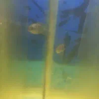 فلاور|ماهی|قم, پردیسان|دیوار