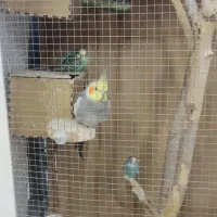 عروس هلندی ،کوتوله ،مرغ عشق،قفس بزرگ|پرنده|مشهد, تربیت (صدف)|دیوار