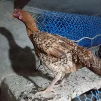 مرغ لاری