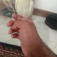 عروس هلندی با قفس