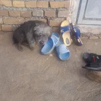 دو عدد پاکوتاه نرو ماده واگذاری|سگ|بیستون, |دیوار