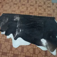 پوست چرم طبیعی گاو|کیف، کفش، کمربند|مینودشت, |دیوار