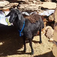 بره قوچ قره قزل مخصوص دامازلخ