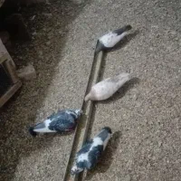 چندتا کفتربا جوجه