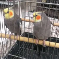 ۲عدد عروس هلندی