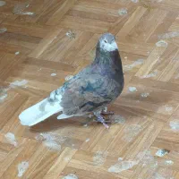 نر سرخ سرور