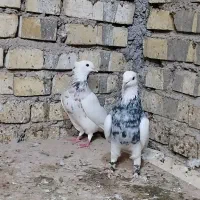 جفت طوقی