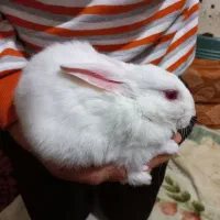 دوتا بچه خرگوش بازیگوش