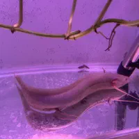 ماهی لانگ فیش