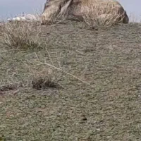 واگذاری سگ گله