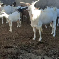 بز سانن فرانسوی جوون شیرا از دانه ۲۰ ت قوچ میش بره